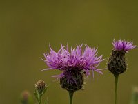 Knoopkruid  Knoopkruid - Centaurea jacea