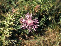 Centaurea jacea 82, Knoopkruid, Saxifraga-Jan van der Straaten