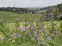 Centaurea jacea 84, Knoopkruid, Saxifraga-Tom Heijnen