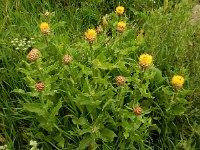 Centaurea macrocephala