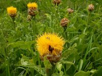 Centaurea macrocephala 4, Saxifraga-Ed Stikvoort