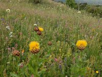 Centaurea macrocephala 7, Saxifraga-Ed Stikvoort