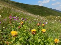 Centaurea macrocephala 9, Saxifraga-Ed Stikvoort