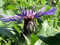 Centaurea montana 38, Bergcentaurie, Saxifraga-Hans Grotenhuis