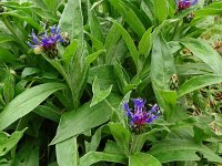 Centaurea montana 39, Bergcentaurie, Saxifraga-Hans Grotenhuis