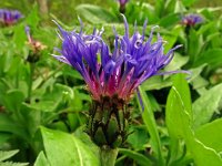 Centaurea montana 43, Bergcentaurie, Saxifraga-Hans Grotenhuis