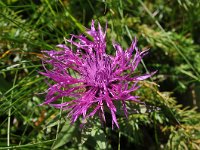 Centaurea nervosa