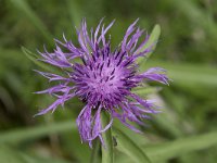 Centaurea nigra 4, Zwart knoopkruid, Saxifraga-Willem van Kruijsbergen