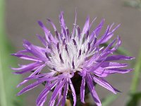 Centaurea nigrescens 3, Saxifraga-Sonja Bouwman,   Short-fringed knapweed, Tyrol knapweed - Centaurea nigrescens - Asteraceae familie