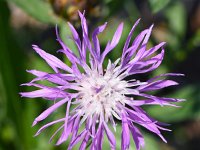 Centaurea nigrescens 5, Saxifraga-Sonja Bouwman,  Short-fringed knapweed, Tyrol knapweed - Centaurea nigrescens - Asteraceae familie