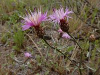 Centaurea paniculata 4, Saxifraga-Ed Stikvoort