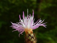 Centaurea paniculata 5, Saxifraga-Ed Stikvoort