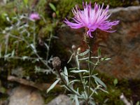 Centaurea paniculata 6, Saxifraga-Ed Stikvoort