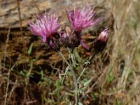 Centaurea paniculata 7, Saxifraga-Ed Stikvoort