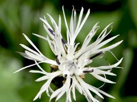 Centaurea pindicola 7, Saxifraga-Sonja Bouwman  Centaurea pindicola - Asteraceae familie