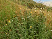 Centaurea pterocaula