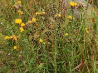 Centaurea pterocaula 2, Saxifraga-Ed Stikvoort