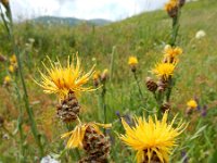 Centaurea pterocaula 3, Saxifraga-Ed Stikvoort