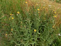 Centaurea pterocaula 4, Saxifraga-Ed Stikvoort