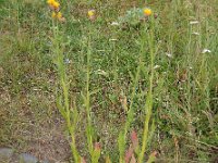 Centaurea pterocaula 5, Saxifraga-Ed Stikvoort