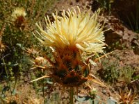 Centaurea reflexa ssp sosnovskyi 2, Saxifraga-Ed Stikvoort