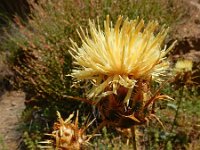 Centaurea reflexa ssp sosnovskyi 3, Saxifraga-Ed Stikvoort