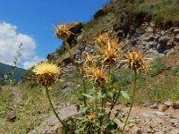 Centaurea reflexa ssp sosnovskyi 5, Saxifraga-Ed Stikvoort