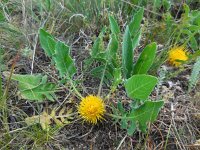 Centaurea rhizantha