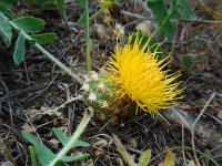 Centaurea rhizantha 2, Saxifraga-Ed Stikvoort