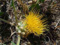 Centaurea rhizantha 3, Saxifraga-Ed Stikvoort