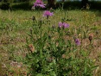 Centaurea scabiosa 23, Grote centaurie, Saxifraga-Ed Stikvoort