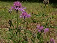 Centaurea scabiosa 25, Grote centaurie, Saxifraga-Ed Stikvoort