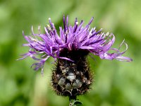 Centaurea scabiosa 26, Grote centaurie, Saxifraga-Sonja Bouwman  Grote centaurie - Centaurea scabiosa - Asteraceae familie; Val Sinestra, Ramosch (Zw)