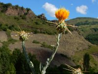 Centaurea solstitialis 11, Zomercentaurie, Saxifraga-Ed Stikvoort