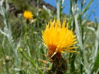 Centaurea solstitialis 12, Zomercentaurie, Saxifraga-Ed Stikvoort