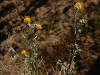 Centaurea solstitialis 13, Zomercentaurie, Saxifraga-Ed Stikvoort