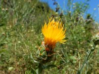 Centaurea solstitialis 15, Zomercentaurie, Saxifraga-Ed Stikvoort