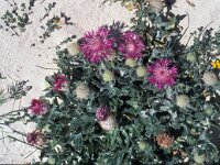 Centaurea sphaerocephala 52, Saxifraga-Jan van der Straaten