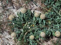 Centaurea sphaerocephala 54, Saxifraga-Jan van der Straaten
