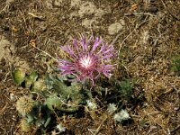 Centaurea sphaerocephala ssp polyacantha 53, Saxifraga-Jan van der Straaten