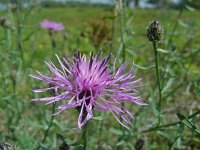 Centaurea stoebe 10, Rijncentaurie, Saxifraga-Ed Stikvoort