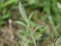 Centaurea stoebe 14, Rijncentaurie, Saxifraga-Sonja Bouwman  909. Rijncentaurie - Centaurea stoebe - Asteraceae familie (i)