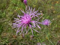 Centaurea stoebe 18, Rijncentaurie, Saxifraga-Ed Stikvoort