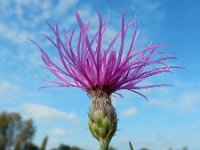 Centaurea stoebe 20, Rijncentaurie, Saxifraga-Ed Stikvoort