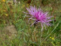 Centaurea stoebe 22, Rijncentaurie, Saxifraga-Ed Stikvoort