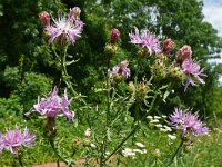 Centaurea stoebe 24, Rijncentaurie, Saxifraga-Hans Grotenhuis