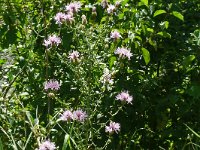 Centaurea stoebe 25, Rijncentaurie, Saxifraga-Hans Grotenhuis