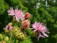 Centaurea stoebe 27, Rijncentaurie, Saxifraga-Hans Grotenhuis