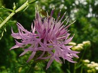 Centaurea stoebe 28, Rijncentaurie, Saxifraga-Hans Grotenhuis