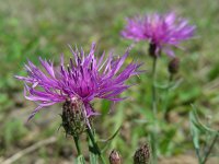 Centaurea stoebe 9, Rijncentaurie, Saxifraga-Ed Stikvoort